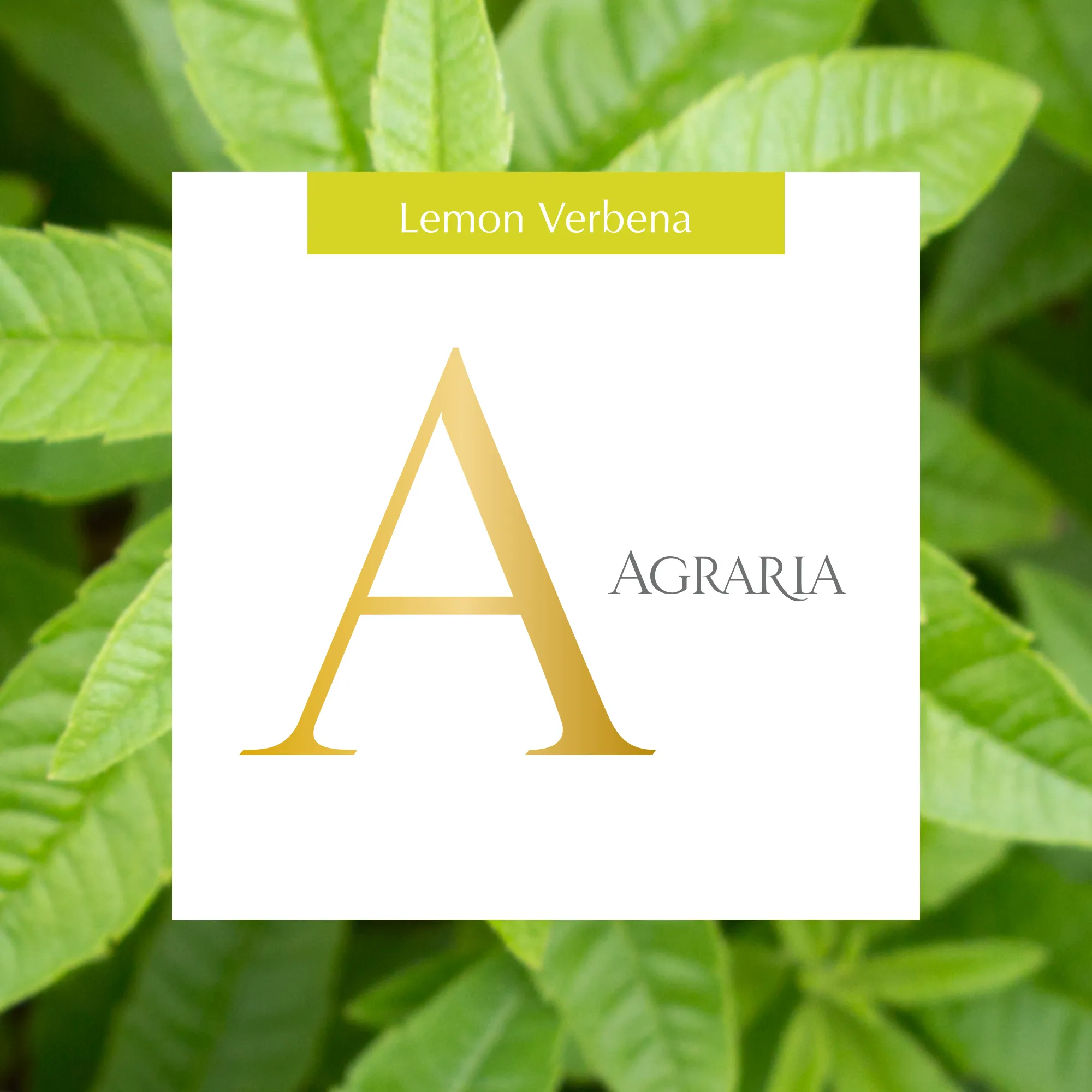 Lemon Verbena