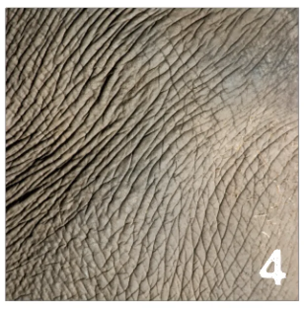 Printed Adhesive Vinyl REALISTIC ANIMAL PRINTS Patterned Vinyl 12 x 12 inch sheet