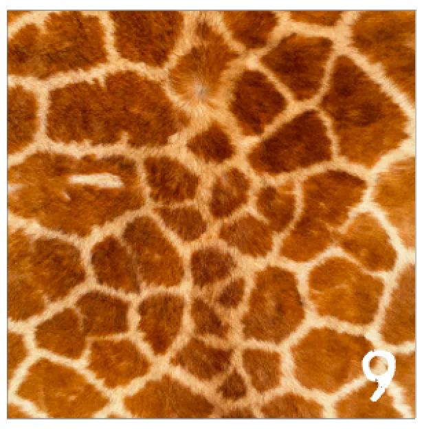 Printed Adhesive Vinyl REALISTIC ANIMAL PRINTS Patterned Vinyl 12 x 12 inch sheet