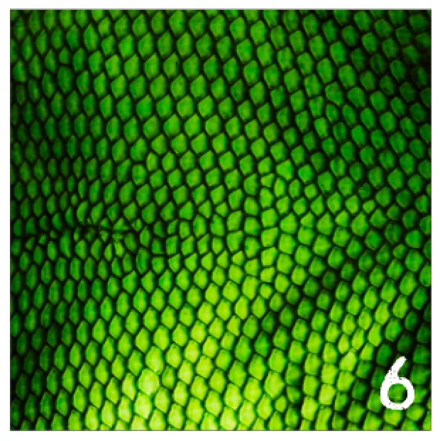 Printed Adhesive Vinyl REALISTIC ANIMAL PRINTS Patterned Vinyl 12 x 12 inch sheet